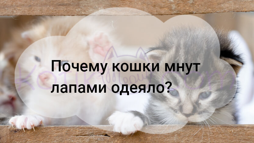 Read more about the article Почему кошки мнут лапами одеяло?