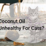 Coconut Oil Unhealthy For Cats?