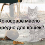 Кокосовое масло вредно для кошек?