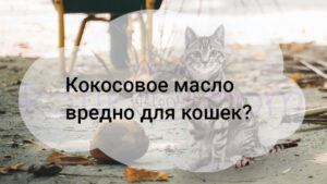 Read more about the article Кокосовое масло вредно для кошек?