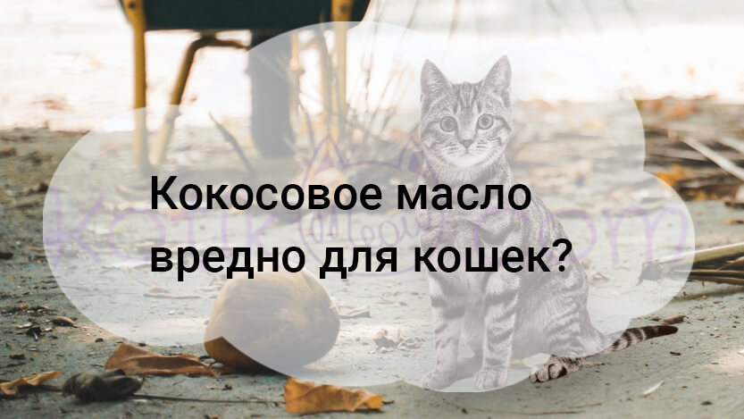 You are currently viewing Кокосовое масло вредно для кошек?
