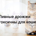 Пивные дрожжи токсичны для кошек?