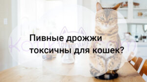 Read more about the article Пивные дрожжи токсичны для кошек?