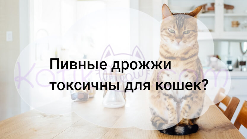 You are currently viewing Пивные дрожжи токсичны для кошек?