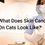 What Does Skin Cancer On Cats Look Like?