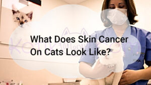 Read more about the article What Does Skin Cancer On Cats Look Like?