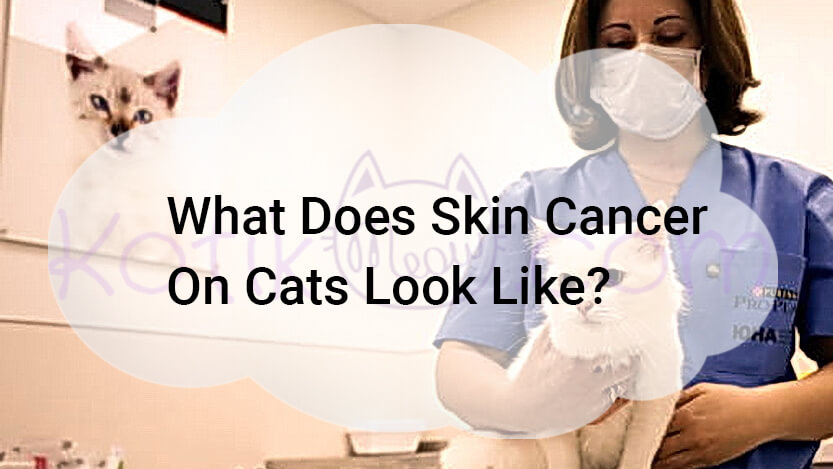 Read more about the article What Does Skin Cancer On Cats Look Like?