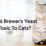 Is Brewer’s Yeast Toxic To Cats?