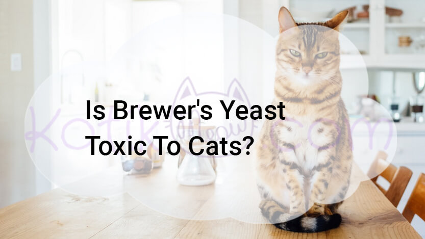 Read more about the article Is Brewer’s Yeast Toxic To Cats?