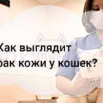Как выглядит рак кожи у кошек?