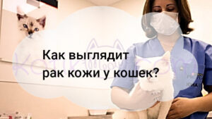 Read more about the article Как выглядит рак кожи у кошек?
