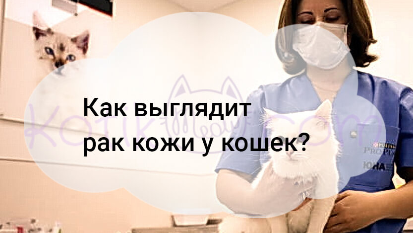 You are currently viewing Как выглядит рак кожи у кошек?